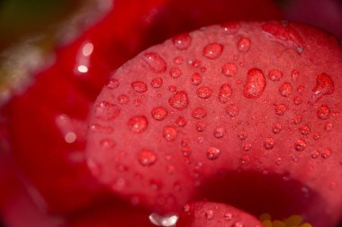 Kırmızı yapraklı su damlacıkları.