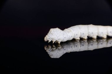  close up of silkworm  on black background   clipart