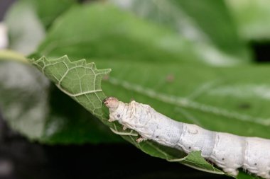  silkworm and leaf of a mulberry on black background   clipart