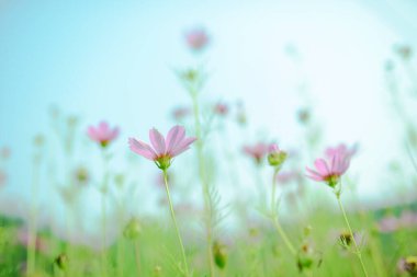 Yeşil çimlerde yetişen pembe kalliopsis çiçekleri. 