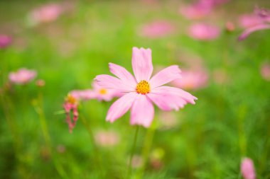 pink calliopsis flowers growing on green lawn  clipart