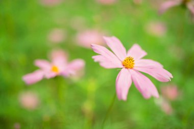 Yeşil çimlerde yetişen pembe kalliopsis çiçekleri. 