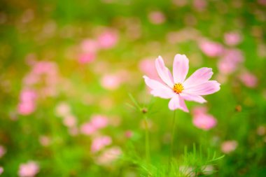 pink calliopsis flowers growing on green lawn  clipart