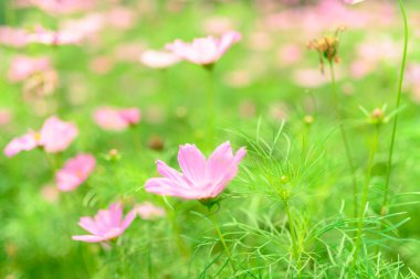 pink calliopsis flowers growing on green lawn  clipart