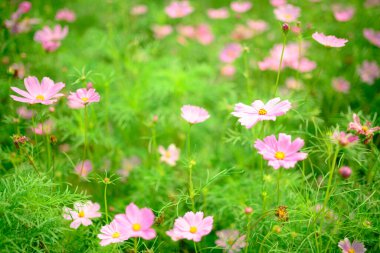 Yeşil çimlerde yetişen pembe kalliopsis çiçekleri. 