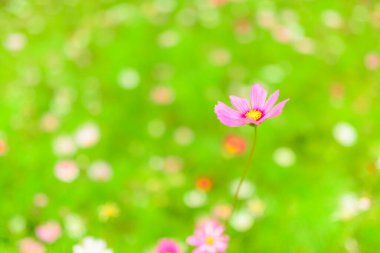 Yeşil çimlerde yetişen pembe kalliopsis çiçekleri. 