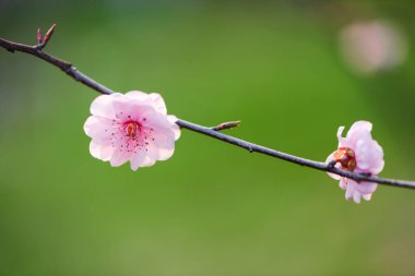 Bahar Erik çiçeği