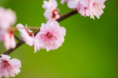 Bahar Erik çiçeği