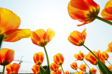 Açık havada büyüyen parlak laleler. 