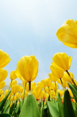 Açık havada büyüyen parlak laleler. 