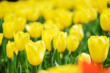 Açık havada büyüyen parlak laleler. 