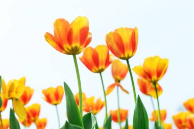 Açık havada büyüyen parlak laleler. 