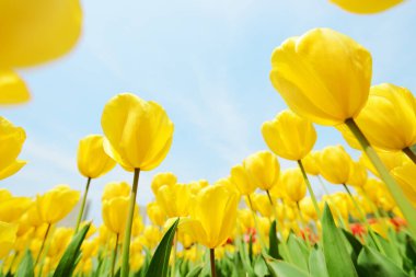 Açık havada büyüyen parlak laleler. 