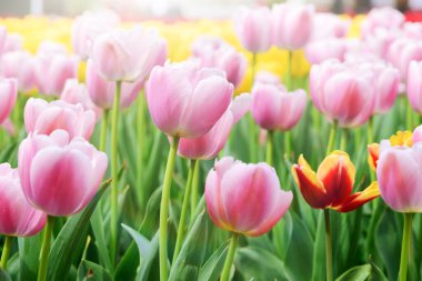 Açık havada büyüyen parlak laleler. 