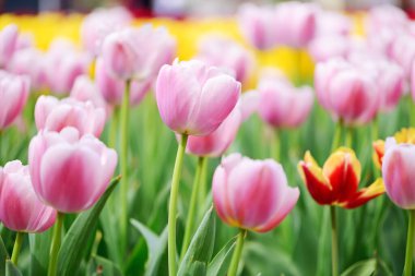 Açık havada büyüyen parlak laleler. 