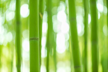 Bambu ormanı, Çin bambu ormanında özel kültürel simgesi vardır temiz, gurur 