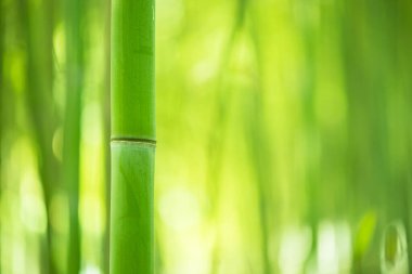 Bambu ormanı, Çin bambu ormanında özel kültürel simgesi vardır temiz, gurur 