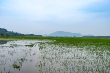 Arkasında bir göl olan güzel bir manzara.