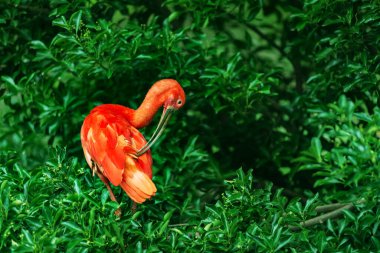 American Red Ibis yakın plan görüntüsü