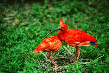 American Red Ibis birds and green grass clipart