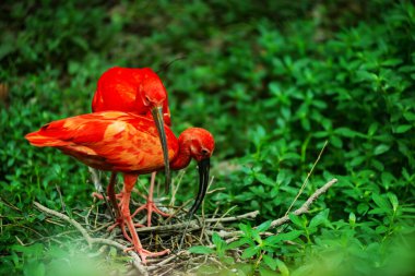 American Red Ibis birds and green grass clipart