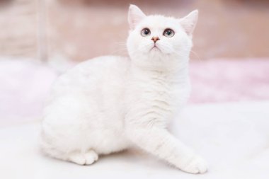 Şirin evcil kedi portresi, yakın çekim.