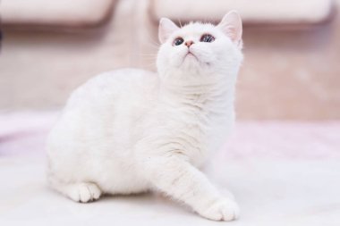 Şirin evcil kedi portresi, yakın çekim.