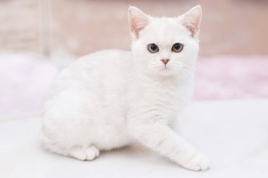 Şirin evcil kedi portresi, yakın çekim.