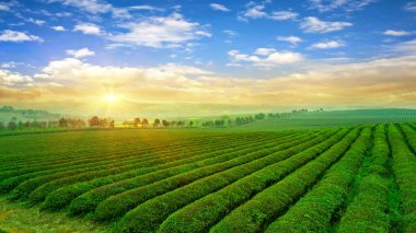 Çay çiftliğinin güzel manzarası. Çin 