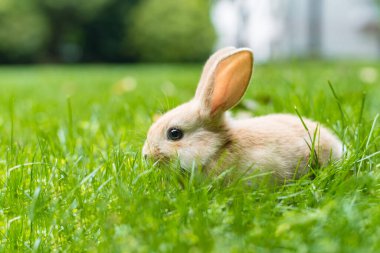 Tatlı tavşan yaz çayırında 