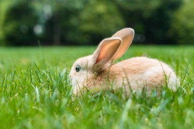 Tatlı tavşan yaz çayırında 