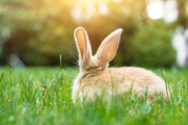 Tatlı tavşan yaz çayırında 
