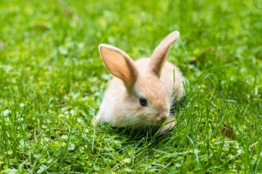Tatlı tavşan yaz çayırında 