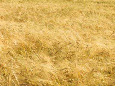 Yazın altın buğday tarlası. Altın kulaklı buğday tarlası.