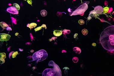 Siyah arkaplanda renkli balıklar