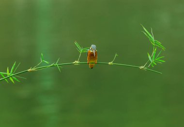 Bir bitkinin dalında oturan yeşil kuş (armerus armerus)