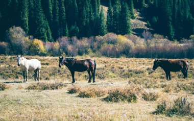 Dağ otlağında at sürüsü