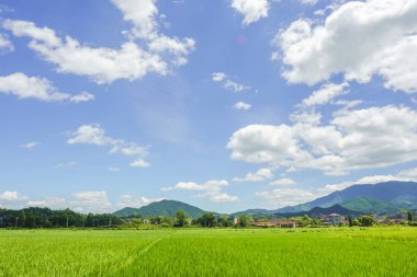 Mavi gökyüzü arka planlı yeşil pirinç tarlası