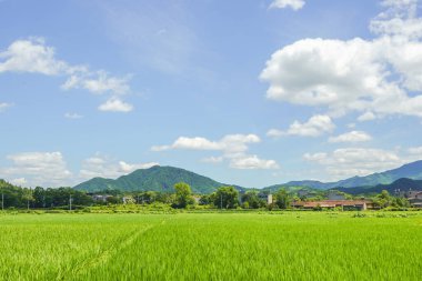Arkasında yeşil çimen olan pirinç tarlası.