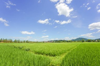 Çeltik pirinç alan Tayvan