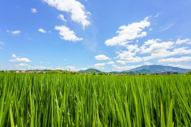 Gökyüzündeki pirinç tarlası
