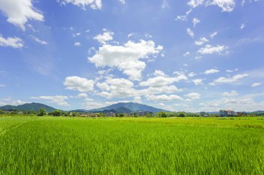 Tayland 'da yeşil pirinç tarlaları