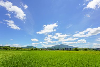 Pirinç alan mavi gökyüzü ve bulut beyaz arka plan ile