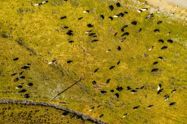 Çin 'deki Xinjiang otlağının altında sığır ve koyun sahnesi