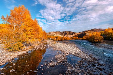 Ormandaki güzel sonbahar manzarası