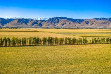 Buğday tarlası ve mavi gökyüzü olan güzel bir manzara.