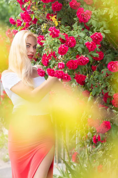 美しいです女性とともにブロンド髪で白い上と長いですピンクのスカートポーズで開花庭に赤いバラ — ストック写真