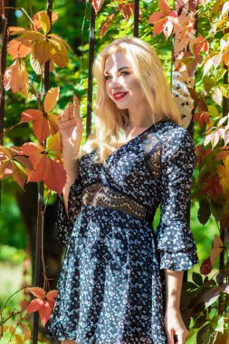 Sonbahar güneşli portresi. Renkli sarmaşıklı bir çitin yanında genç sarışın bir kadın. kısa siyah çiçekli uzun kollu elbise