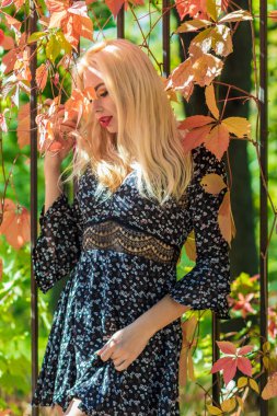 Sonbahar güneşli portresi. Renkli sarmaşıklı bir çitin yanında genç sarışın bir kadın. kısa siyah çiçekli uzun kollu elbise