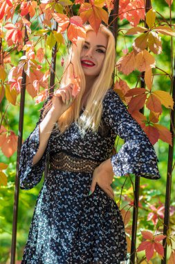 Sonbahar güneşli portresi. Renkli sarmaşıklı bir çitin yanında genç sarışın bir kadın. kısa siyah çiçekli uzun kollu elbise